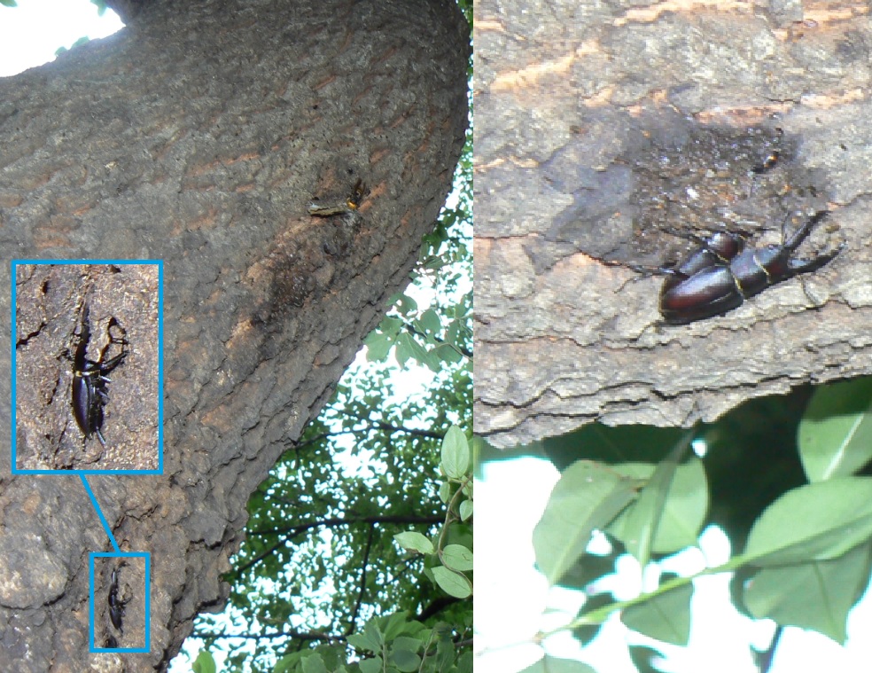 団地前のクヌギ_いつもの樹液近くの表皮のめくれに潜むコクワガタ♂と頭上の枝下のノコギリクワガタのペア 2021年6月6日6時15分頃 気温21度